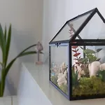Apartman Ani Coral *